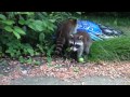 Two baby raccoons.