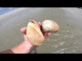 Beach Treasures on a SC Beach After Hurricane Debby... No Shell Left Behind