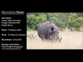 Kruger Park night sounds | Lower Sabie, KNP, South Africa - African safari nature sounds 🌍110