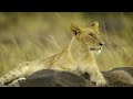 4K African Wildlife - Great Migration from the Serengeti to the Maasai Mara, Kenya (2160p 4k)