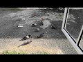 Pigeons