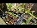 Emerald City Orchids Nursery Tour | RARE & UNCOMMON ORCHIDS Just 45 Minutes Outside Seattle, WA!