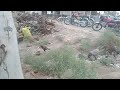 18 July 2024 خوبصورت کبوتر کا بچہ pigeon video pigeon racing لکی مروت بنوں کونج پرندوں کا چینل