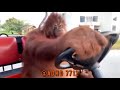 Orangutan Drives A Golf Cart  #short  #shorts