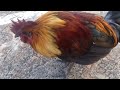 How to catch chickens on kauai. Barehanded animal catch