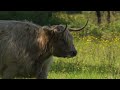 Nikon Z9 Nikkor 180-600 mm f/5.6-6.3 - DOMAINE de CAREIL / Bretagne 35 / sample movie / look cine