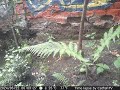 Fern Growth Time Lapse - From Root to Leaves - One Month Time Lapse