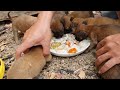 Feeding 7 Hungry Puppies, They are waiting little mama to give milk