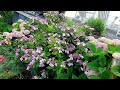 Pruning Blue Hydrangeas