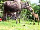 Twin baby moose in sprinkler