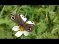 butterfly resting on flower 🦋🌼