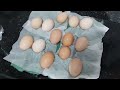 Fazer higienização dos ovos para colocar na chocadeira com lusoform desinfetante original