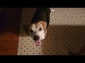 My Beagle invites me to play!