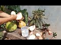 young coconut, the easy way to coconut cutting knife #cuttingskills #coconutmilk #coconutwater
