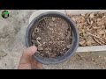 सूखे पत्तों को फेंके नहीं, उनकी खाद बनाये | How to Make Leaf Compost at Home