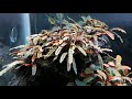 Bucephalandra catarina 🧡💚🧡