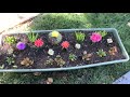 Planting Herbs and Cacti for the Porch