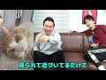 【最新】かまいたち山内家の猫動画を公開！