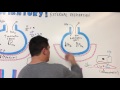 Respiratory | External Respiration: Ventilation Perfusion Coupling