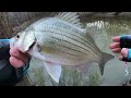 Texas White Bass Run 2022 | IT HAS BEGUN‼️ White Bass Fishing From The Bank