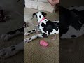 07.20.23 IVY vs KONG FILLED WITH FREEZE-DRIED LIVER - 13 WEEK OLD GREAT DANE