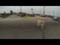 Husky-Run / Monterey
