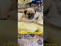 陣地。#ぱぐ #pug #パグ #shorts #ショート #犬のいる暮らし #いぬ #日常 #癒し