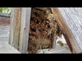 Birdhouse Bees