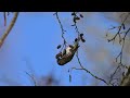 Siskin feeding in an Alder tree