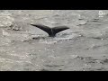 VIDEO: Whale watching with Boston Harbor City Cruises
