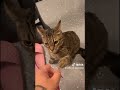 Funny cat moments