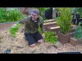 EASIEST Way to Grow Potatoes | Seed to Harvest to Kitchen 🥔