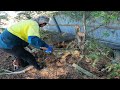 Horror Snake Den Transformation | You Have Never Seen Pine Needles So Thick!