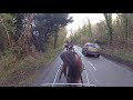 Training an Arab Horse for Carriage Driving - Harry