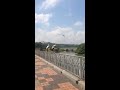 Pink Backed Pelican in Putrajaya, Malaysia