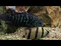 Jack Dempsey Cichlid: Amazing Fish