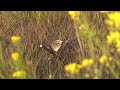 Grasshopper Sparrow, Ellwood Mesa, 2022-03-13