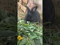 How To Raise Meat Rabbits FOR FREE!