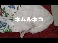 【ネムイネコ】Sleeping cat　#眠る猫 #sleepingcat #しろたん