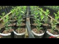 Citrus Propagation: 2. Citrus Propagation Practices