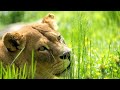 Animals 4K 🌳 Animal Families - Relaxation Film by Peaceful Relaxing Music in Video Ultra HD