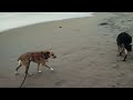 Scout and Rascal strolling on the beach