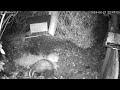 Playful Badgers enjoying the Hey