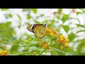 The Best Butterflies & Relaxing Music Video in 4k - 2 hours - Sleep Relax Music UHD TV Screensaver