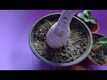 How to Water your Desert Rose plants.