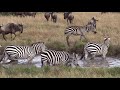 Beyond the River Crossings  -  the Wildebeest Migration 2018