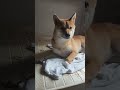 Funny snoaring dog, pls dont miss it