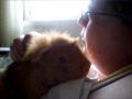 guinea pig Scarlett gives kisses