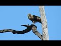 Whistling Kite eating on a branch. Purga, Queensland. June 2024