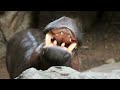 Mighty Hippo: A Fascinating Look into Their World! #hippo #animals #wildlife #cute #fun #trending